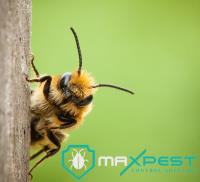 MAX Bee Removal Adelaide image 2
